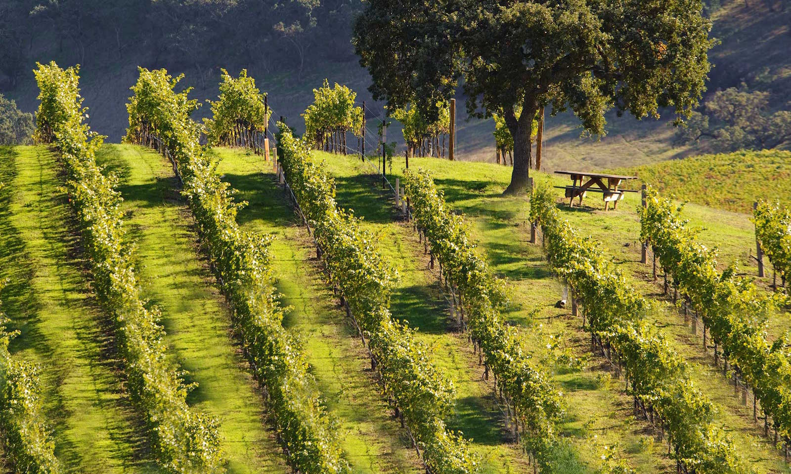 Winery view