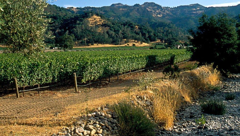 image of vineyard with rtees and hills in the background