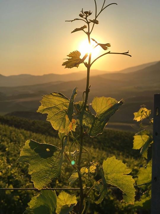 wine country image for benchmark hr