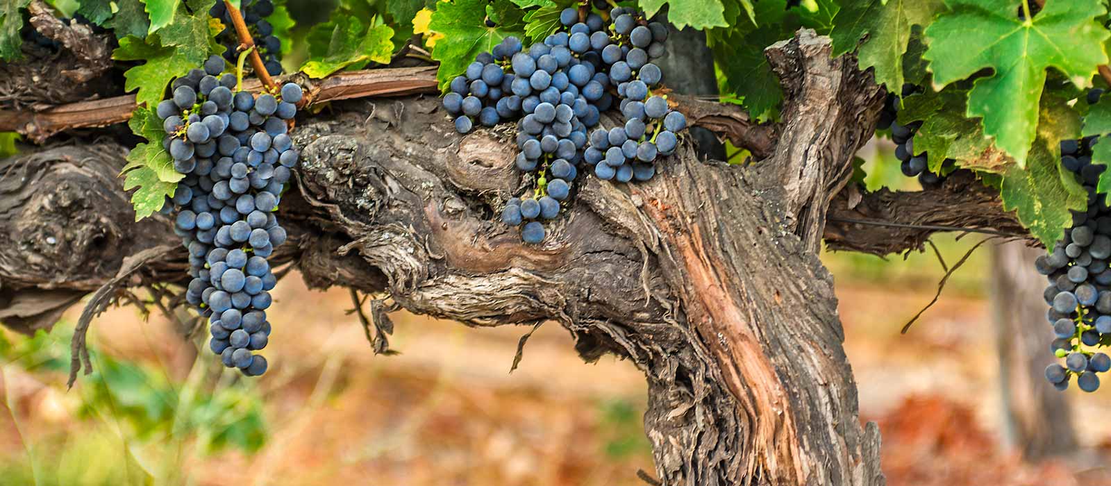 vines_and_fruit_crop