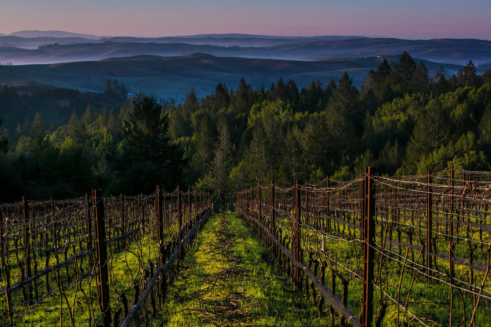 platt vineyard at dawn